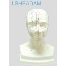 Modelo de cabeza de acupuntura